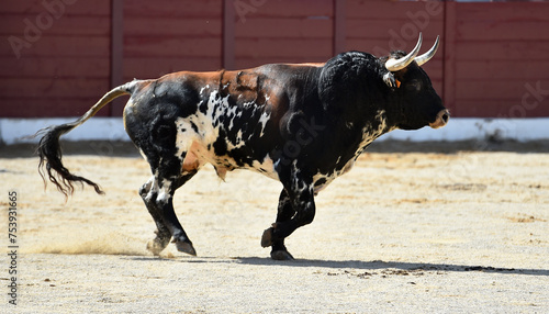 a serious bull in the spanish spectacle of bullfight