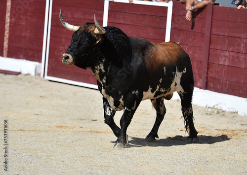 spanish bull with big horns in the bullring arena