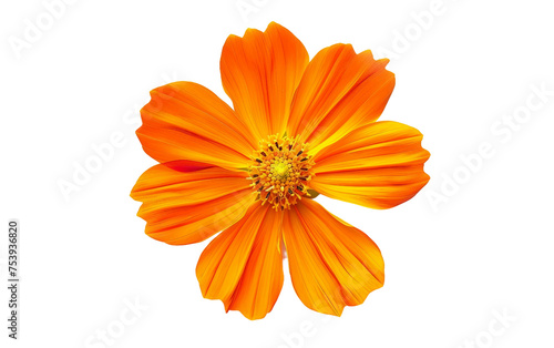 Cosmos Flourishing in Daisy Like Glory Isolated on Transparent Background PNG.