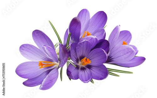 Majestic Beauty Purple Crocus Slender Petals Isolated on Transparent Background PNG.
