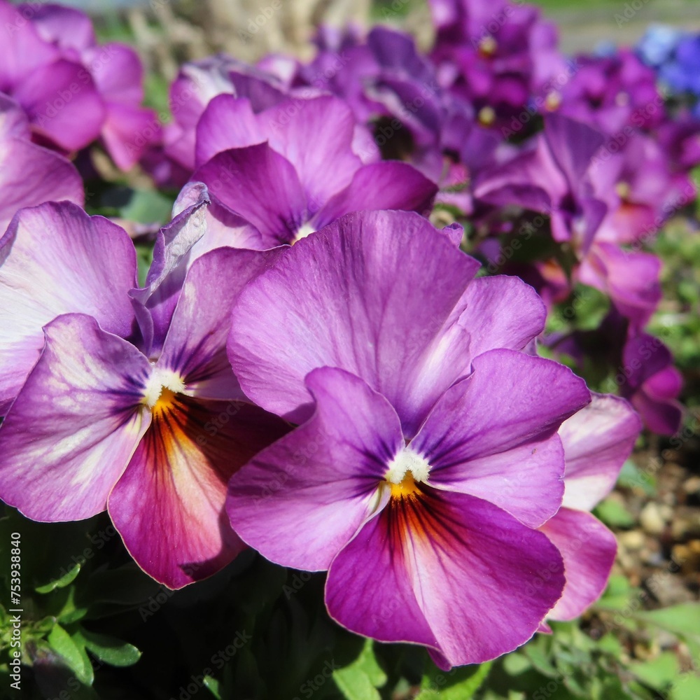 早春にビオラの紫の花が咲いています