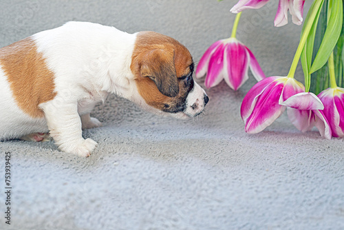 Fototapeta Naklejka Na Ścianę i Meble -  funny Jack Russell terrier puppy sniffs tulips. Festive mood, March 8, Happy Mother's Day