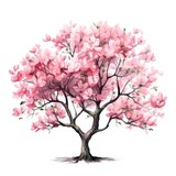 watercolor illustration, Sakura blooming tree. Cherry flowers on white background, clip art