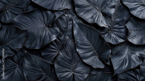 Textures Of Abstract Black Leaves For Tropical Leaf Background. Flat Lay  Dark Nature Concept  Tropical Leaf  