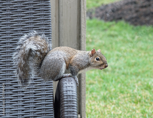 Eastern Gray Squirrel on Wicker Arm Rest photo