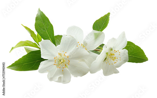 Fragrant Blooms White Jasmine Delicate Charm Isolated on Transparent Background PNG.