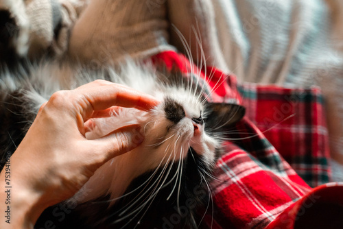 Top view on woman hands in red cozy pajamas pets cat on bed at home photo