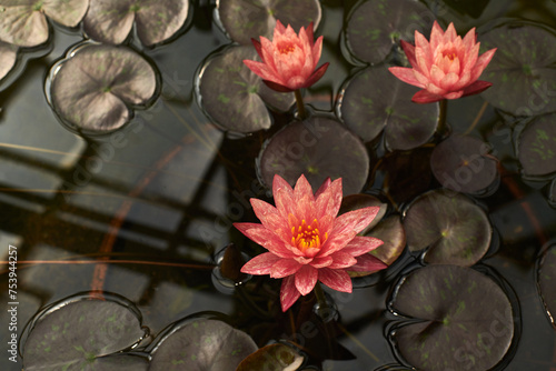 aquatic plant bloom inside the indoor botanical garden greenhouse photo