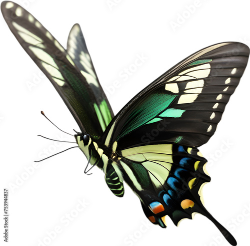 Colorful and elegant butterfly image.