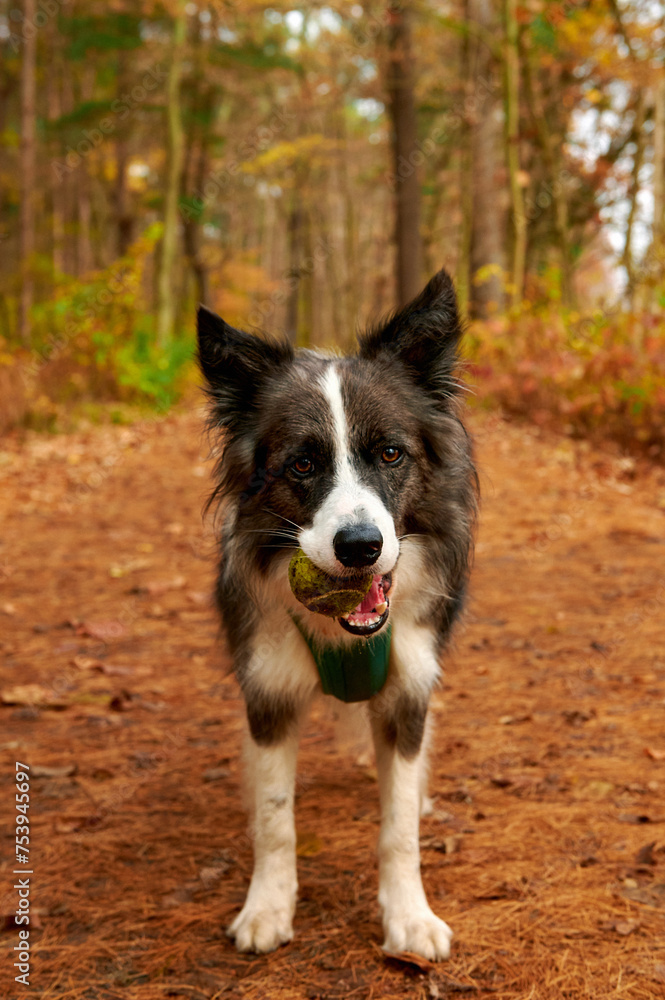 Walking with a dog in the autumn park forest Walking with a dog in the autumn park forest