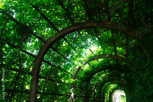 Green verdant plant tunnel in a garden and soft summer sunlight photo