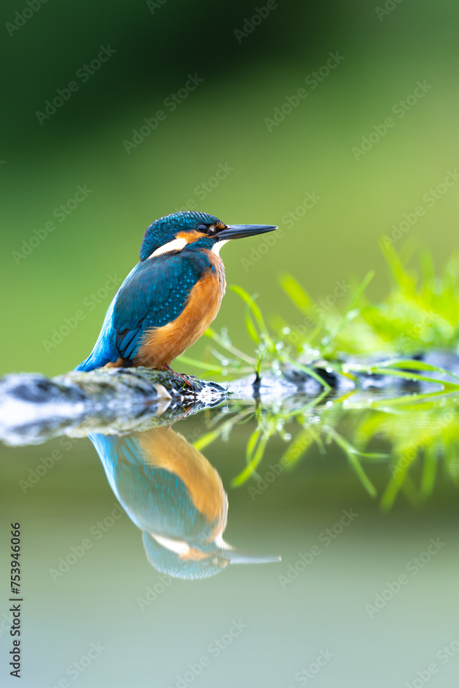 colorful kingfisher in Scotland colorful kingfisher in Scotland