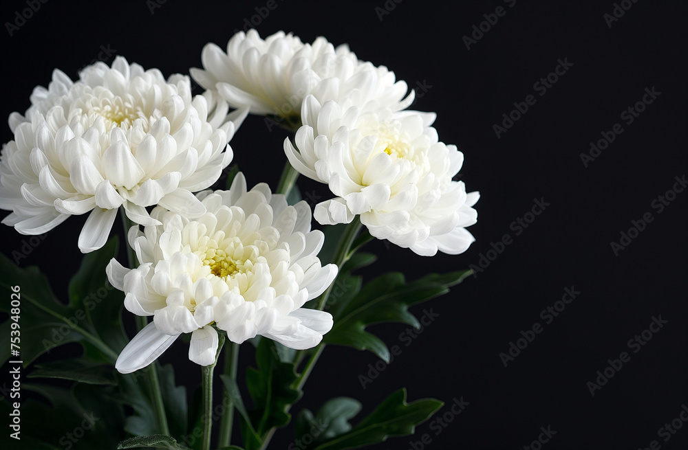 献花と祈り：白い菊