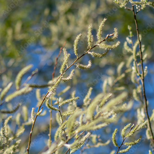 Willow flowers in the spring