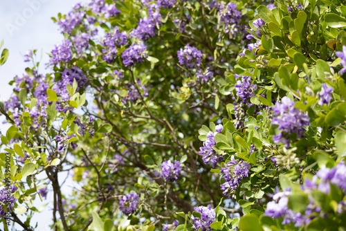 Texas Mountain Laurel