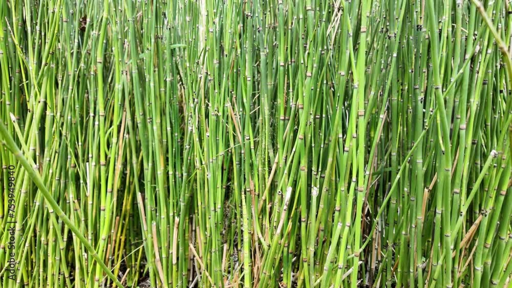 Equisetum hyemale, commonly known as rough horsetail, scouring rush, and in South Africa as snake grass in the green garden
Equisetum hyemale, commonly known as rough horsetail, scouring rush, and in South Africa as snake grass in the green garden