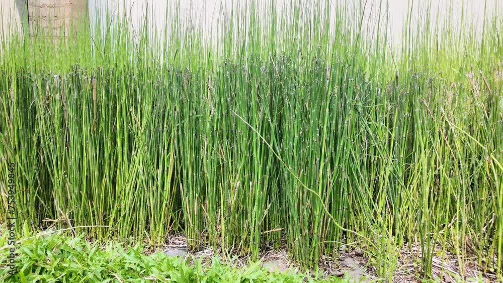 Equisetum hyemale, commonly known as rough horsetail, scouring rush, and in South Africa as snake grass in the green garden
Equisetum hyemale, commonly known as rough horsetail, scouring rush, and in South Africa as snake grass in the green garden