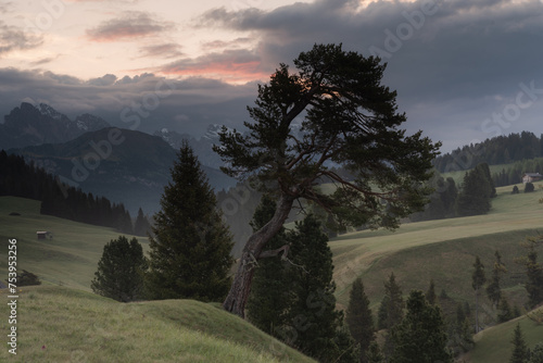 A tree clings on. Alpe di Siusi at sunrise.  Dolomites. (vt)  photo