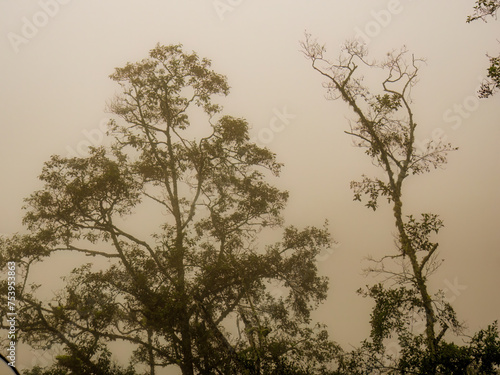Two old alder trees in a heavy misty morning, in the eastern Andean mountains of central Colombia.