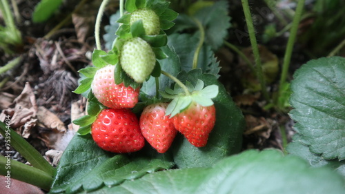 sweet and red fruits of strawberries and  design for the growth of sweet harvest season in winter