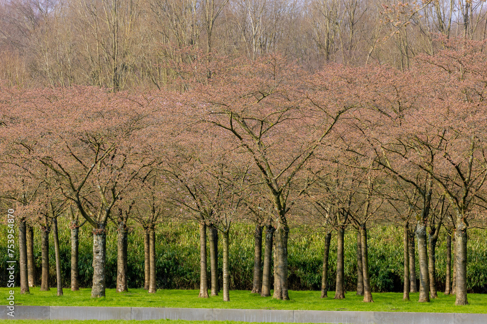 Obraz premium Spring landscape, Cherry trees with green grass in Bloesempark (Kersenbloesempark ) White pink Cherry blossom flower under blue sky, Sakura about to blooming, Amsterdamse Bos, Amstelveen, Netherlands.