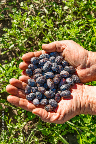 Handful of fresh harvested black olives. Local brand name olives are used to produce Cretan extra virgin olive oil, and also consumed raw as part of a Mediterranean nutrition meal. Crete, Greece.