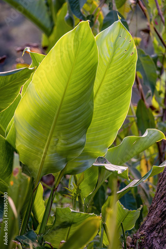 The leaves of an Indian shot plant illuminated by the light of the sunset, in a farm in the eastern Andean mountains of central Colombia.