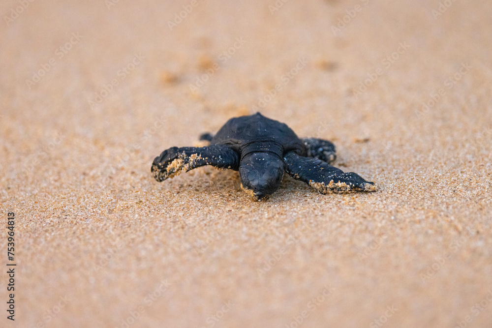 Olive Ridley Sea Turtle hatching on beach and struggling to the sea on Mirissa Beach, Sri Lanka