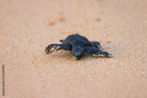 Olive Ridley Sea Turtle hatching on beach and struggling to the sea on Mirissa Beach, Sri Lanka