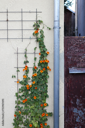 Black-eyed Susan vine climbing on the wall of  a house photo