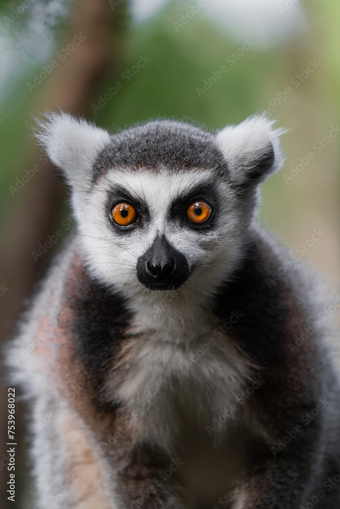 Lemur in a nature reserve Lemur in a nature reserve