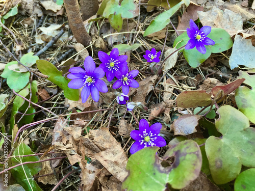 Flowering blue Anemone hepatica among their old leaves from last year in the forest in the springtime. photo