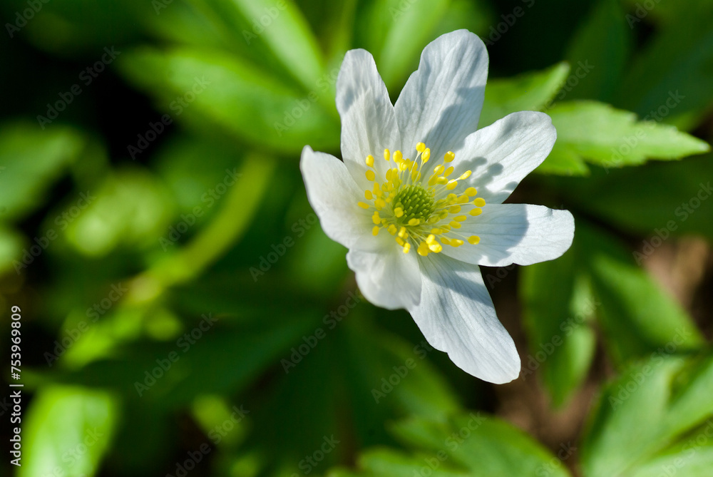 Close-up of flowering white wood anemone with beautiful yellow stamen and pistils in spring. Close-up of flowering white wood anemone with beautiful yellow stamen and pistils in spring.
