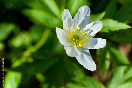 Close-up of flowering white wood anemone with beautiful yellow stamen and pistils in spring.