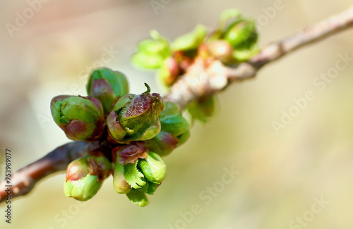 Twig of fruit tree with buds of cherry flowers and leaves in spring.