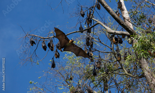 Flying Fruit Bat