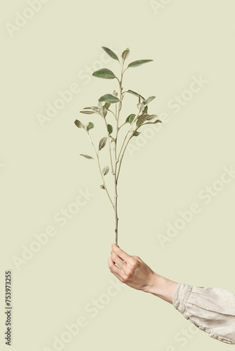 Close up of female hand holding branch with white sage leaves photo