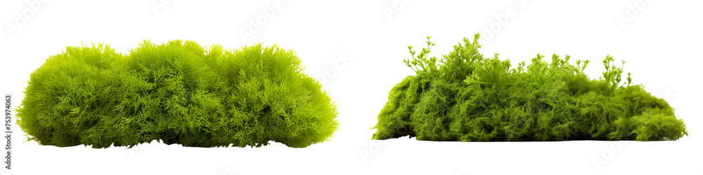 Fototapeta premium Green Moss Isolated on transparent background, (PNG).