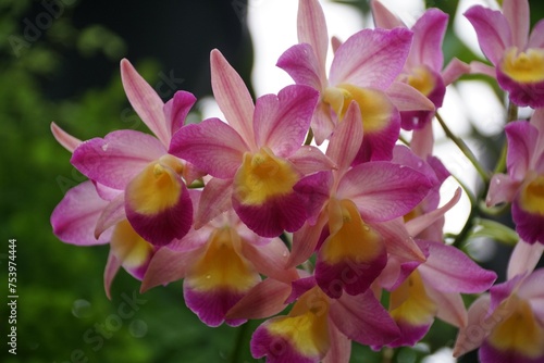 Beautiful pink and yellow of Guaricattonia Renate S W orchids at full bloom photo