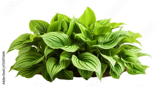 Green Leaves Hostal Plant Isolated on transparent background   PNG .
