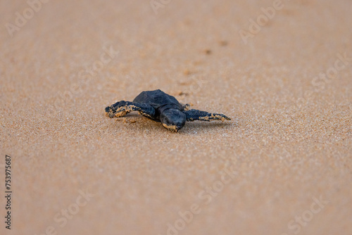 Olive Ridley Sea Turtle hatching on beach and struggling to the sea on Mirissa Beach  Sri Lanka