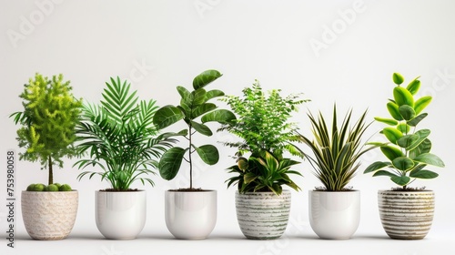 different kind of exotic plants in white pots with clear white background. indoor plants