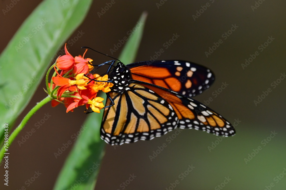 MARIPOSA
