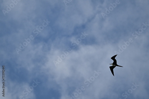 Frigatebird flying around in the blue sky
