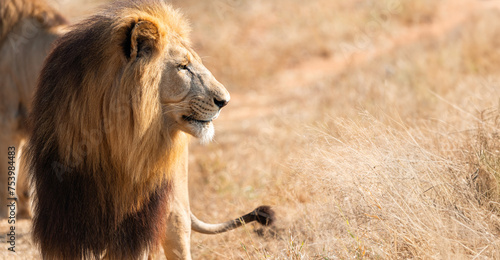 Male Lion in Africa photo