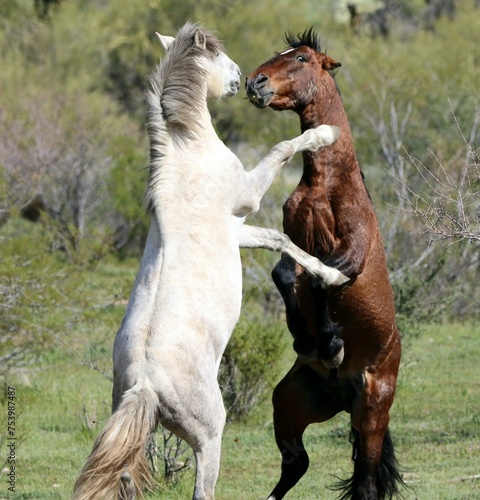 Wild Stallions Fighting in Desert