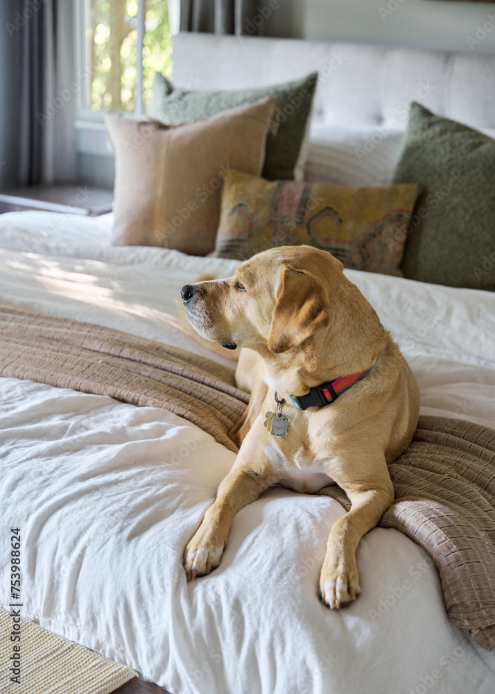 Inquisitive dog relaxing in a cozy primary bedroom Inquisitive dog relaxing in a cozy primary bedroom