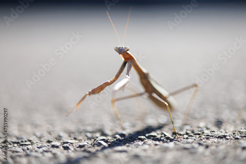 This insect is the praying mantis. © fuujin