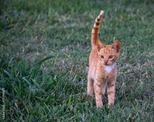 Retrato de un gatito domestico en el césped