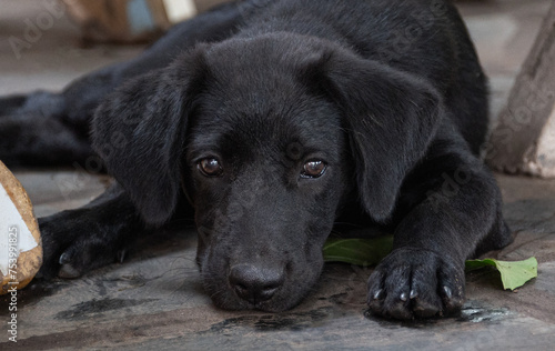 Retrato de un cachorro negro